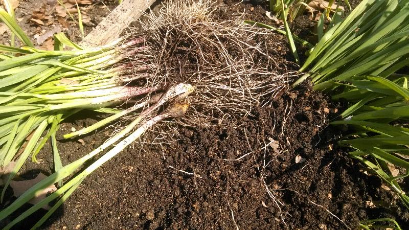 Garlic bed with some clumbs and some separated.