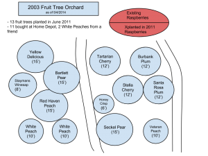 2003-fruit-tree-orchard